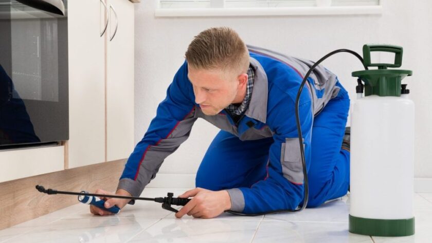 Montreal’s Premier Exterminator Services: Ensuring Safe and Pest-Free Environments